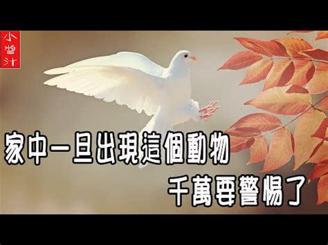 小鳥死在家門口|鳥死在家門口的風水征兆 替人擋災仍需當心